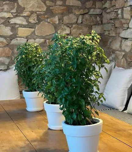 La Maison * Αλυκή