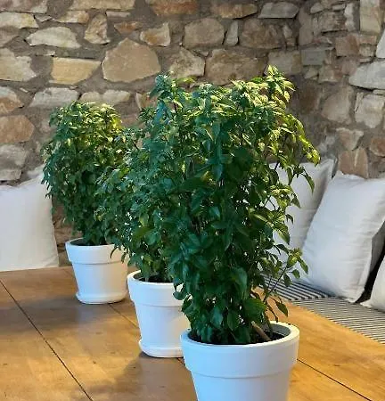 La Maison * Αλυκή